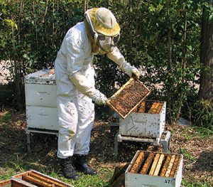 A Beekeeper checking his bees.